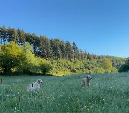 Aan Bosrand In Eifel Nabij Cochem-zell Aan De Moezel - Dichtbij De Calmont Klettersteig Bremm - House Dom wakacyjny *